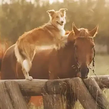Ethologie chien et cheval