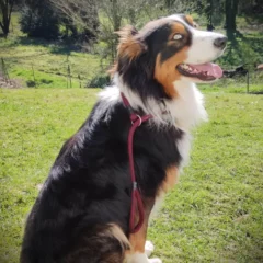 Laisse lasso avec collier intégré
