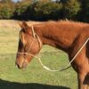 Licol - Thumbnail Image 10