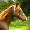 Licol - Thumbnail Image 9