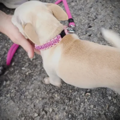 Collier paracorde petit chien rose