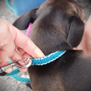 Collier paracorde petit chien bleu
