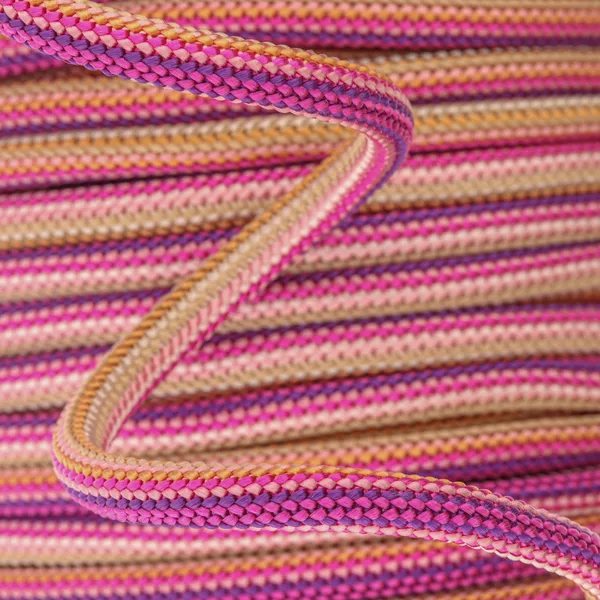 Cordon rose violet Rose violet