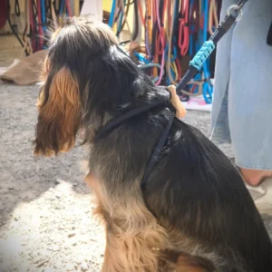 Harnais marine chien moyen