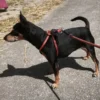 Harnais rouge petit chien