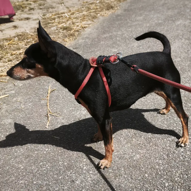 Harnais rouge petit chien