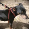 Harnais rouge petit chien
