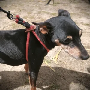 Harnais rouge petit chien