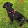 Harnais rouge chien moyen