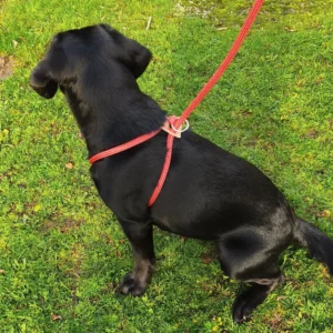 Harnais rouge chien moyen