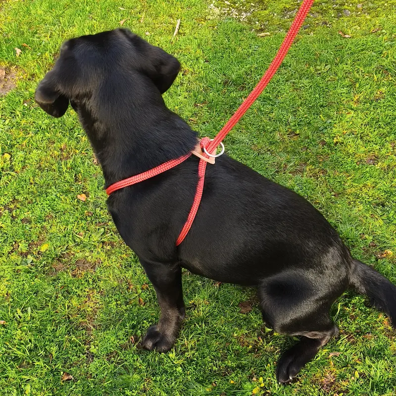 Harnais rouge chien moyen